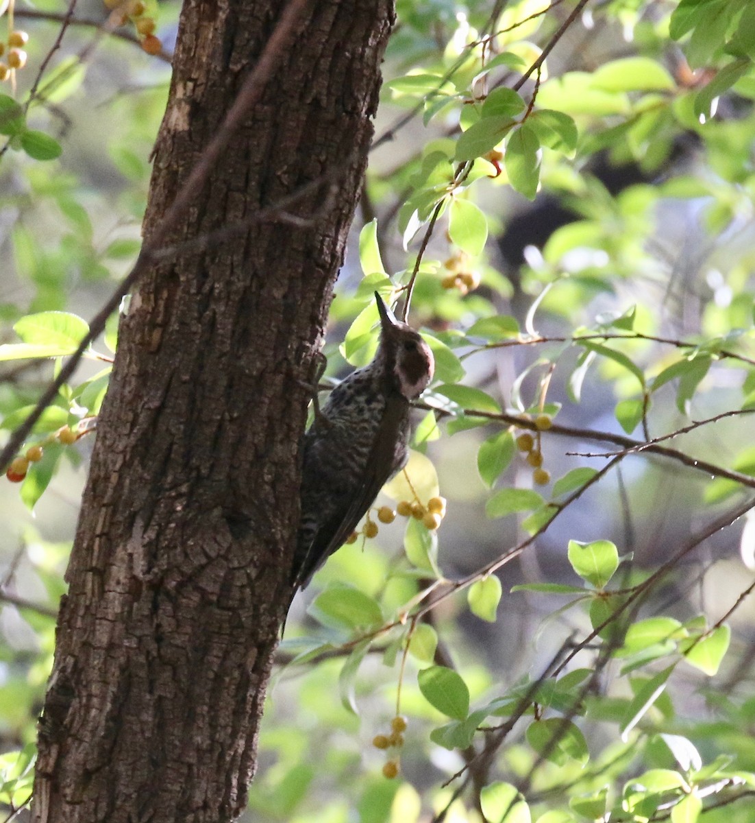 Arizona Woodpecker - ML642694179