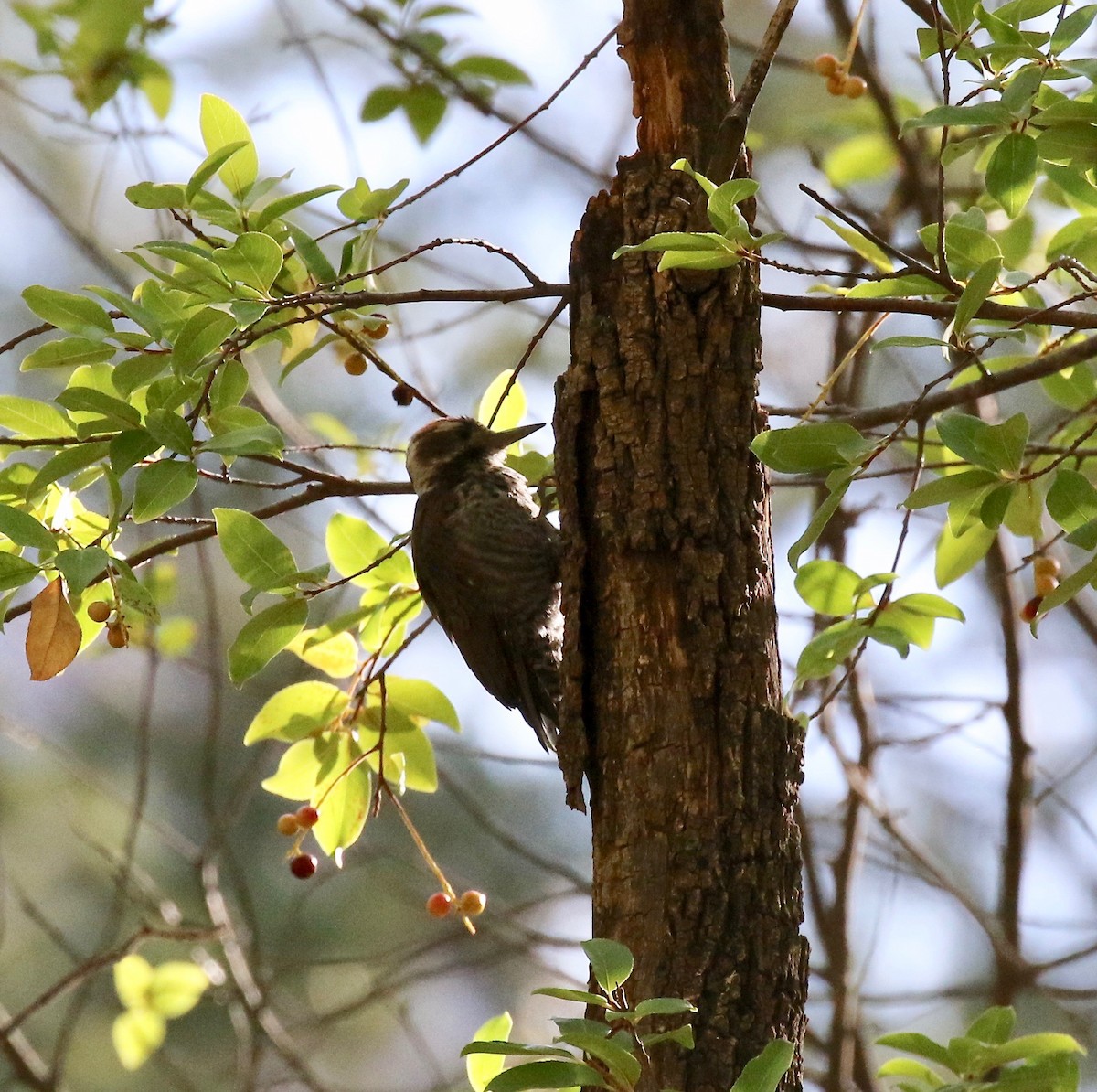 Arizona Woodpecker - ML642694180