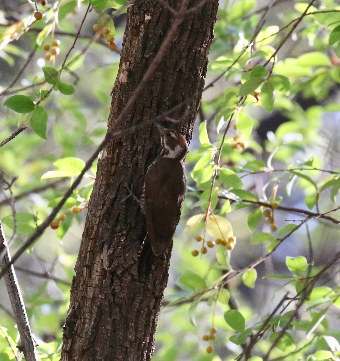 Arizona Woodpecker - ML642694181