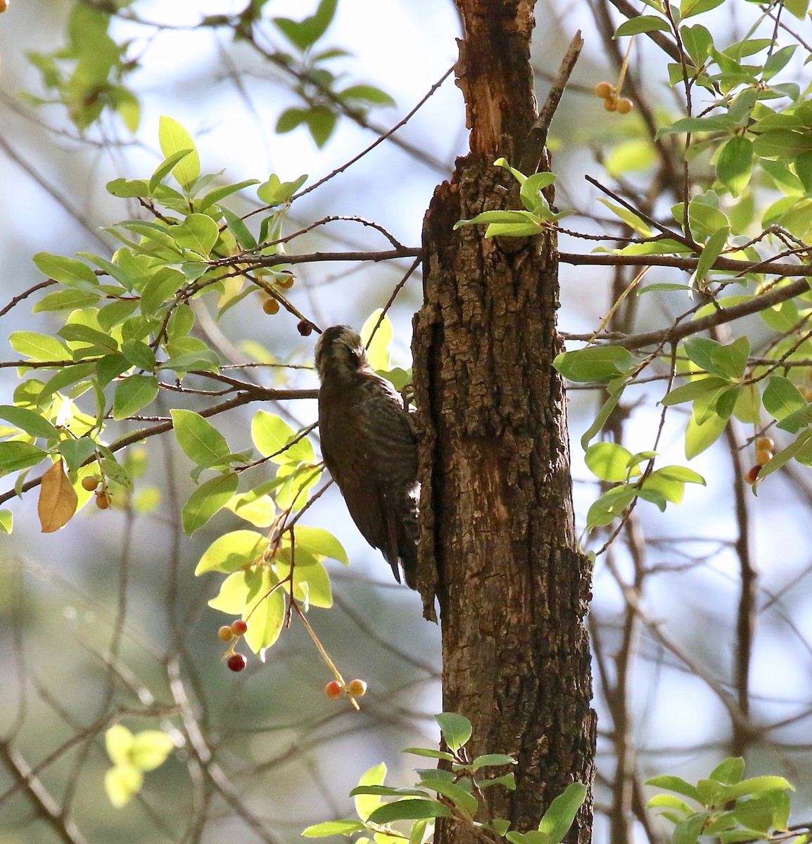Arizona Woodpecker - ML642694182