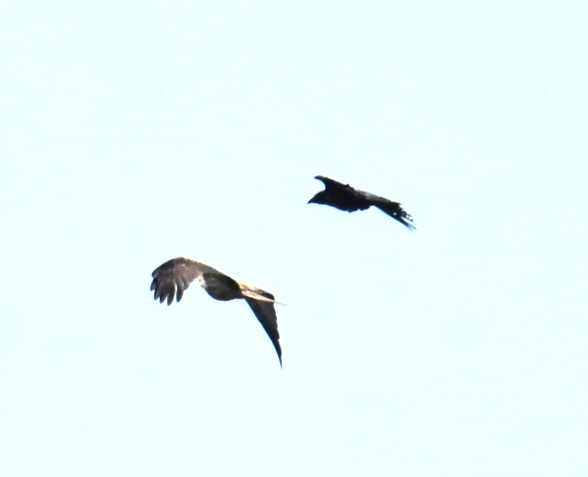 Whistling Kite - ML642694183