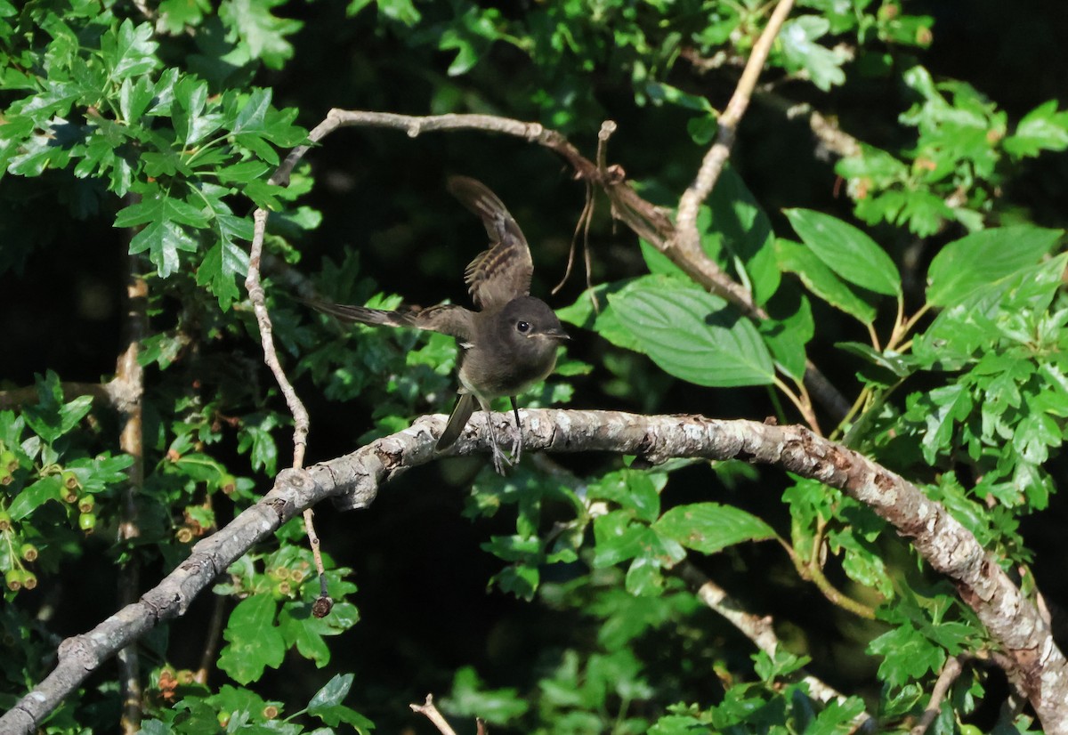 Black x Eastern Phoebe (hybrid) - ML642694185