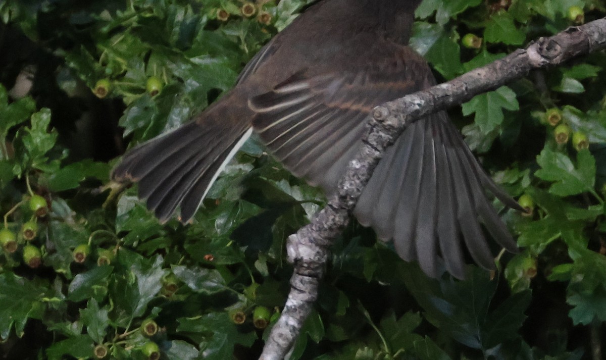 Black x Eastern Phoebe (hybrid) - ML642694187