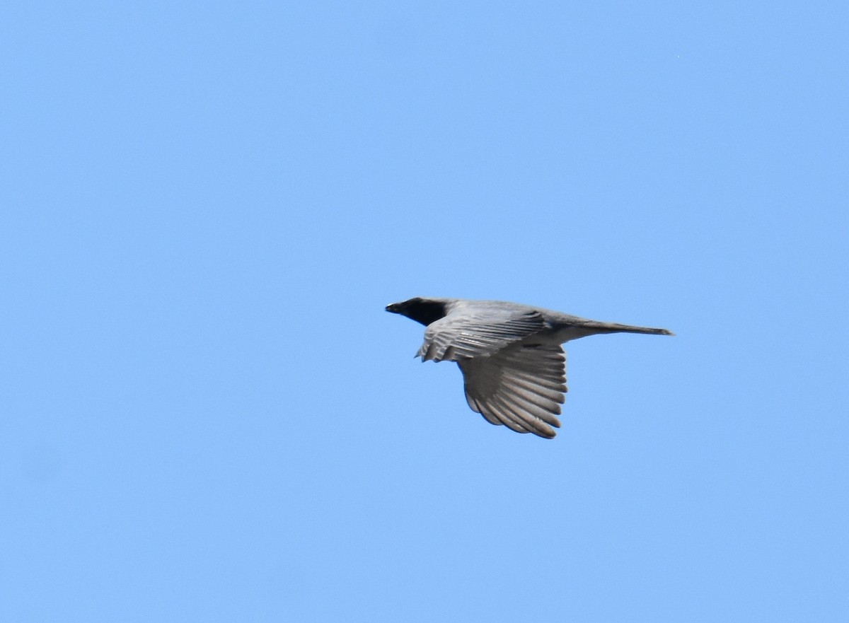 Black-faced Cuckooshrike - ML642694192