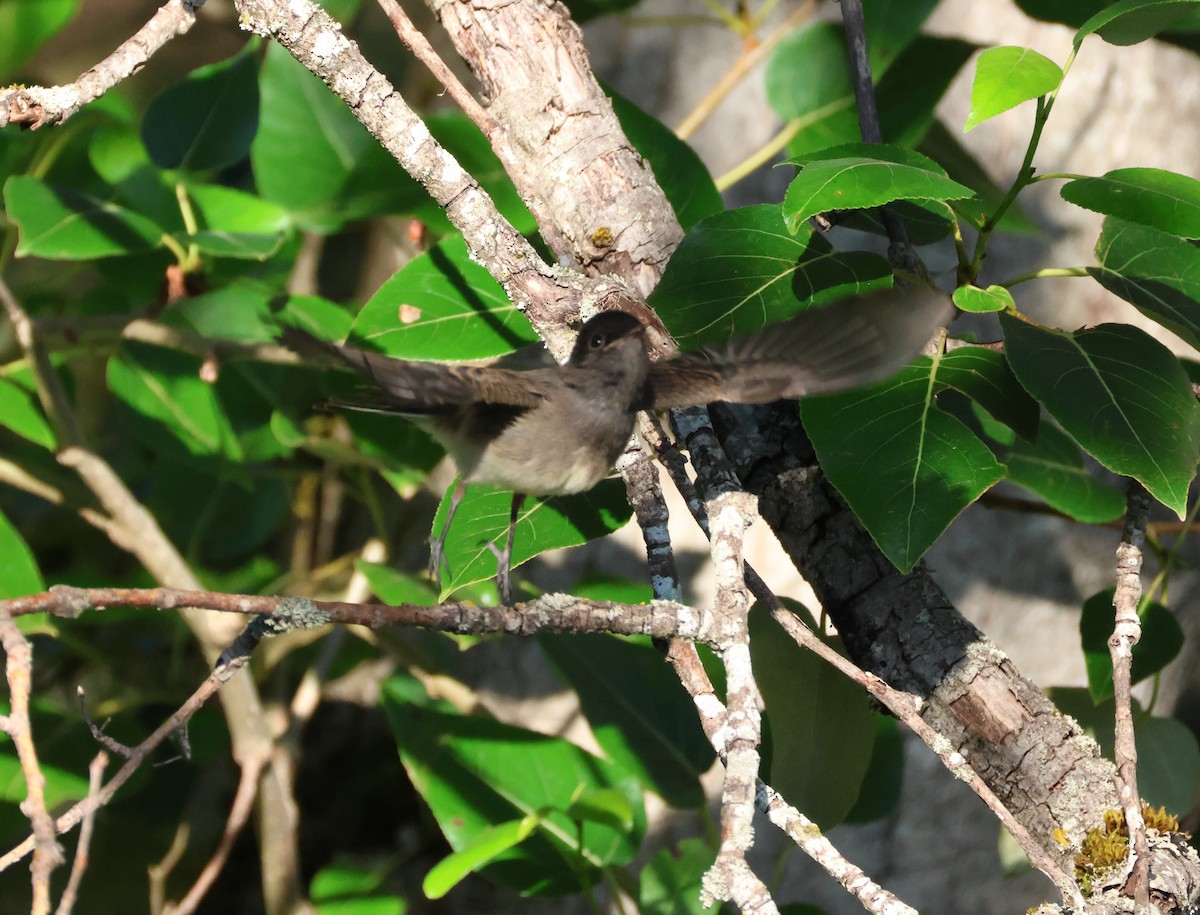 Black x Eastern Phoebe (hybrid) - ML642694193
