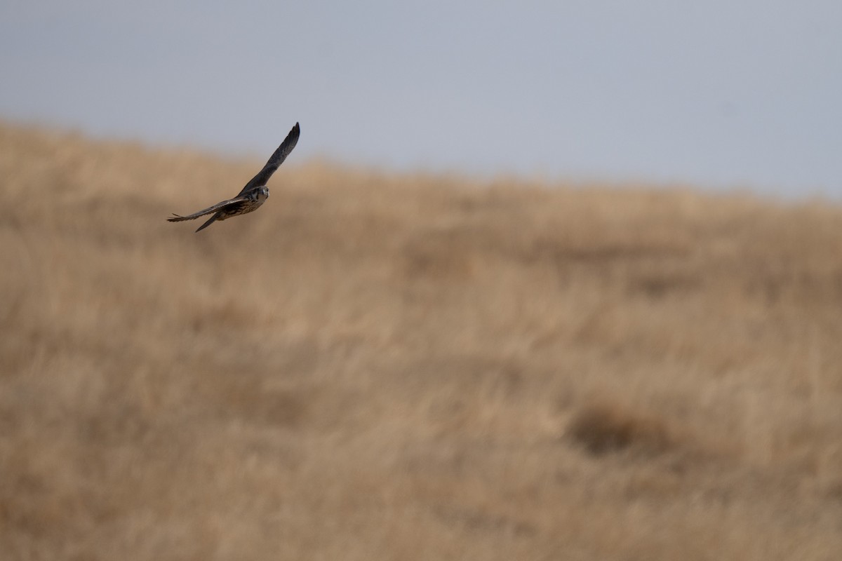 Prairie Falcon - ML642694202