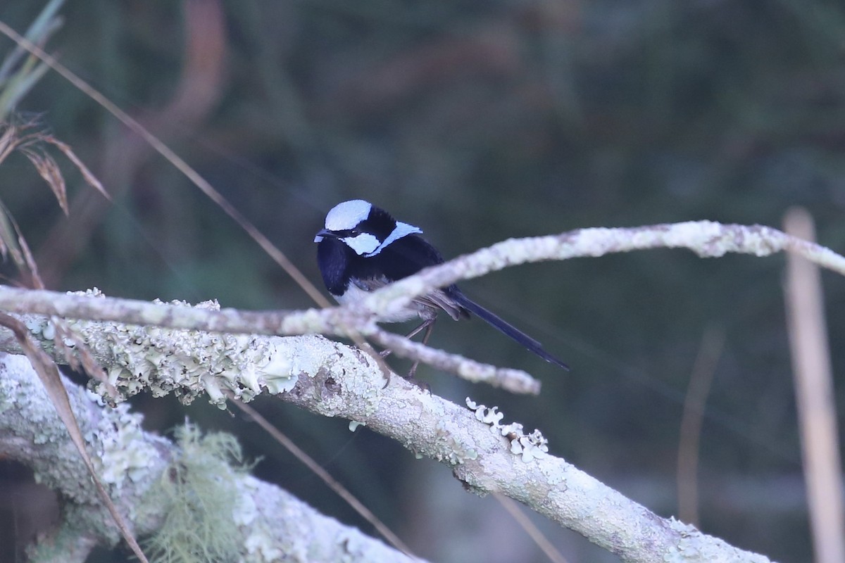 Superb Fairywren - ML642694209