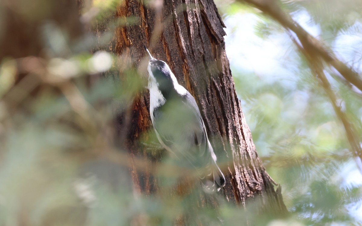 White-breasted Nuthatch - ML642694211