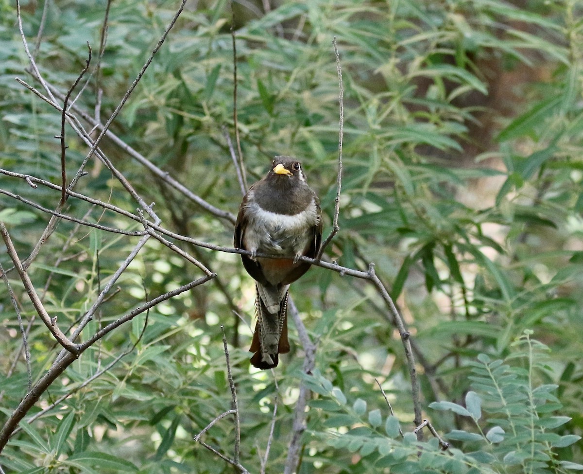 Elegant Trogon (Coppery-tailed) - ML642694214
