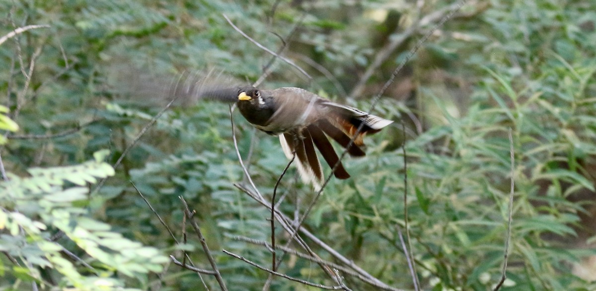 Elegant Trogon (Coppery-tailed) - ML642694216