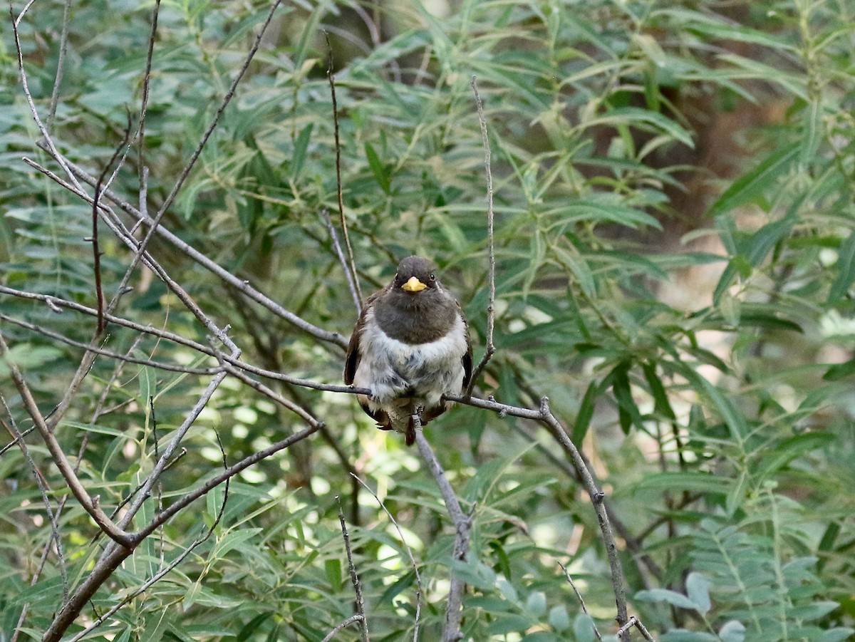 Elegant Trogon (Coppery-tailed) - ML642694217