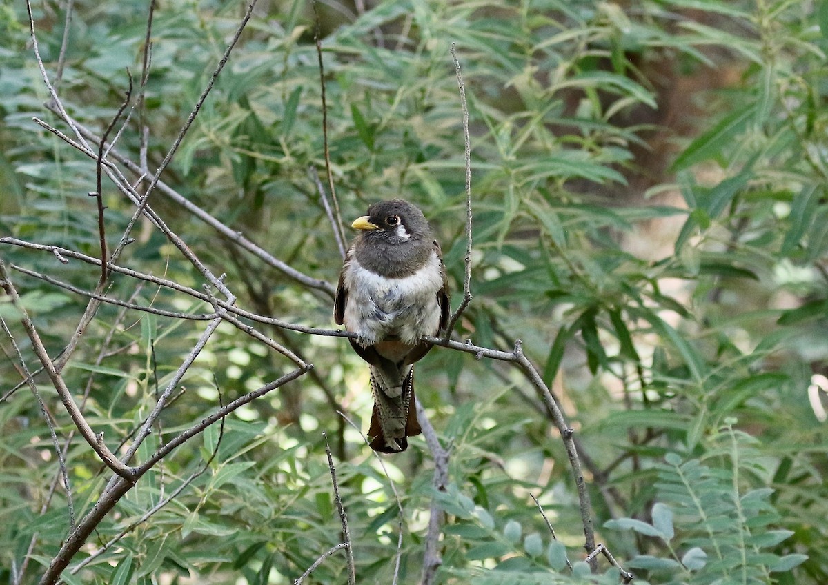 Elegant Trogon (Coppery-tailed) - ML642694218