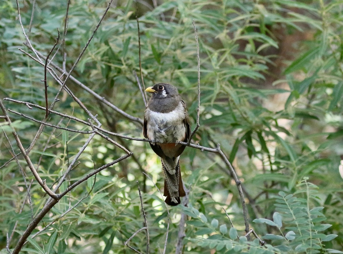 Elegant Trogon (Coppery-tailed) - ML642694221