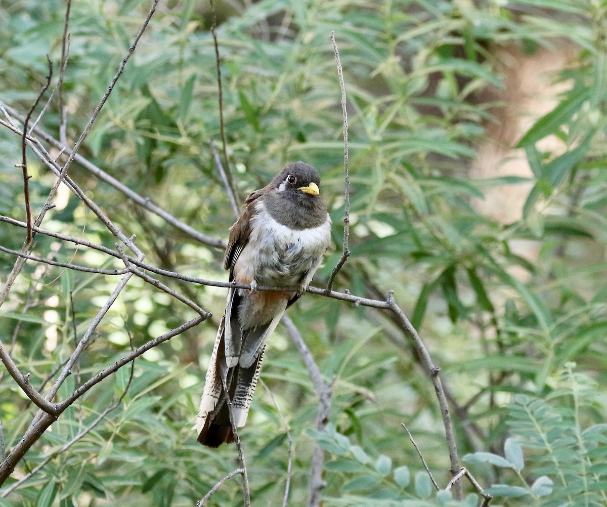 Elegant Trogon (Coppery-tailed) - ML642694222
