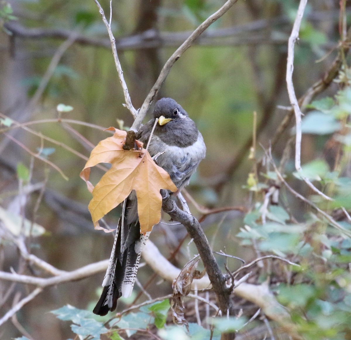 Elegant Trogon (Coppery-tailed) - ML642694223