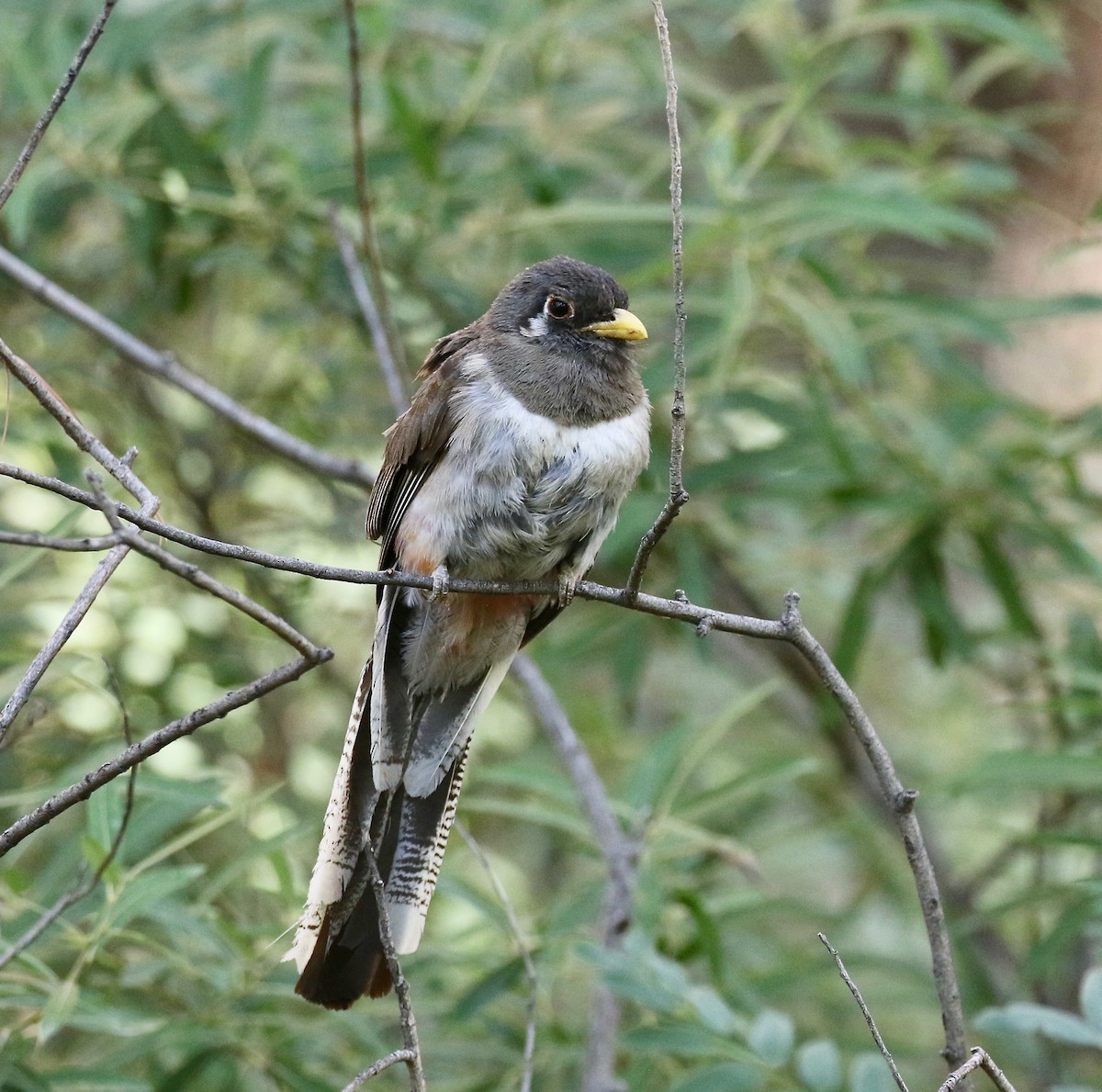 Elegant Trogon (Coppery-tailed) - ML642694224