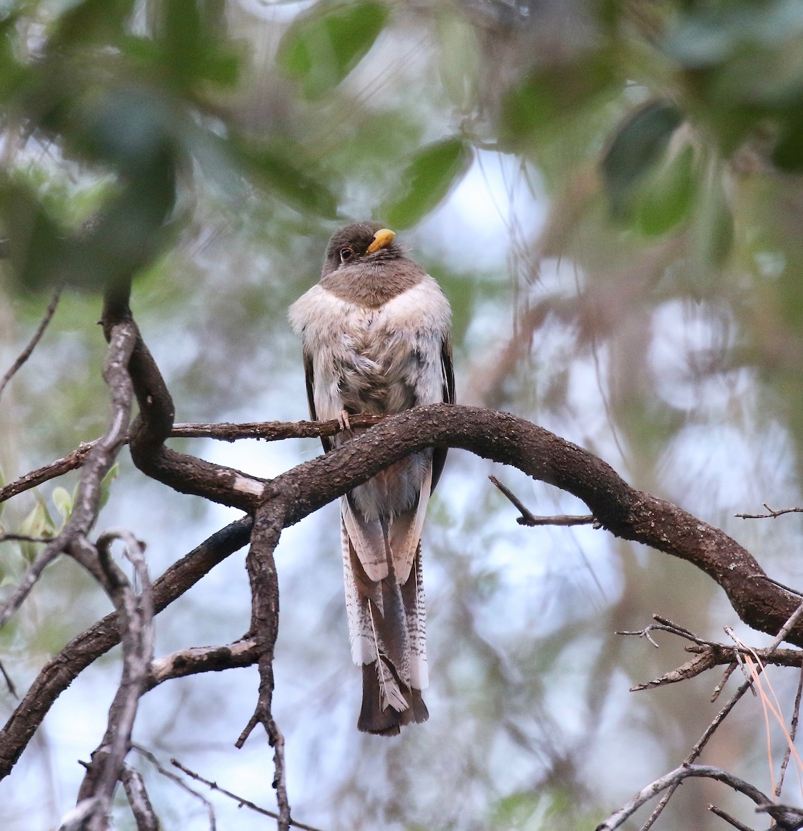 Elegant Trogon (Coppery-tailed) - ML642694225