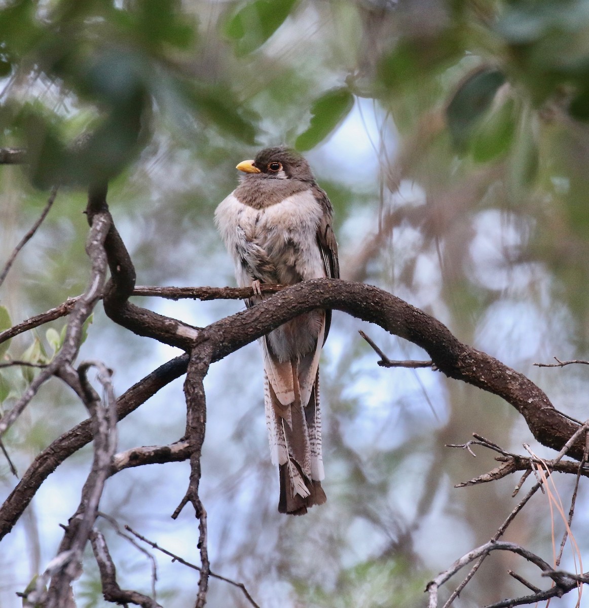 fagertrogon (ambiguus gr.) - ML642694226