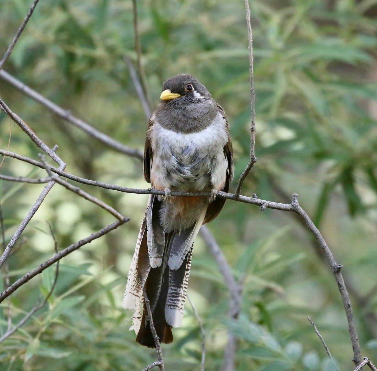 Elegant Trogon (Coppery-tailed) - ML642694227
