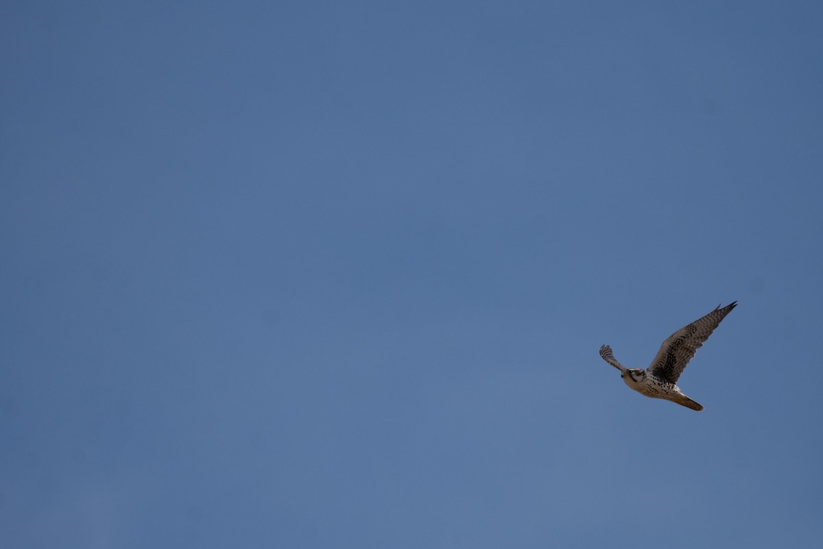 Prairie Falcon - ML642694229