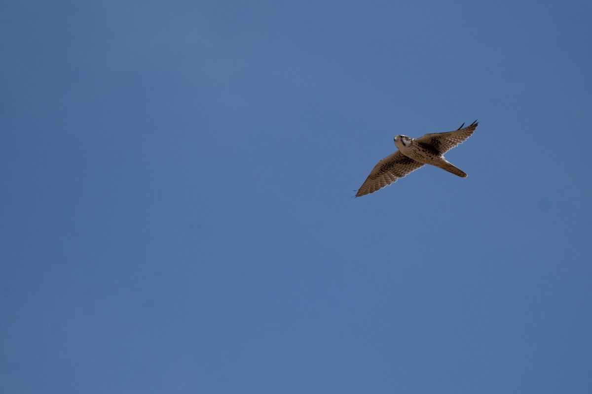 Prairie Falcon - ML642694230