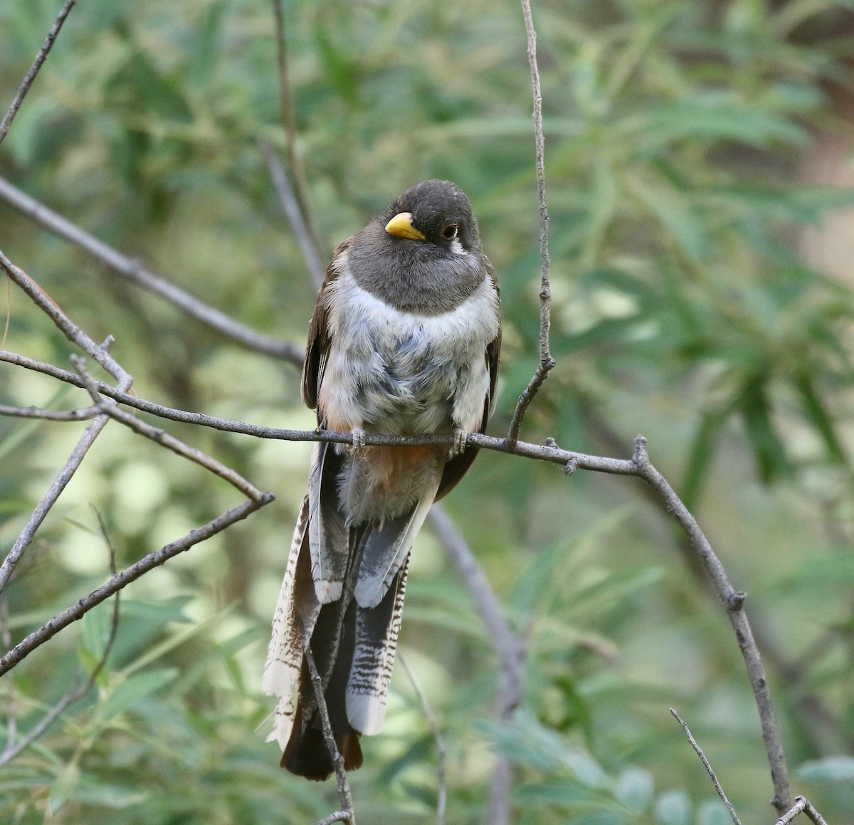 fagertrogon (ambiguus gr.) - ML642694232