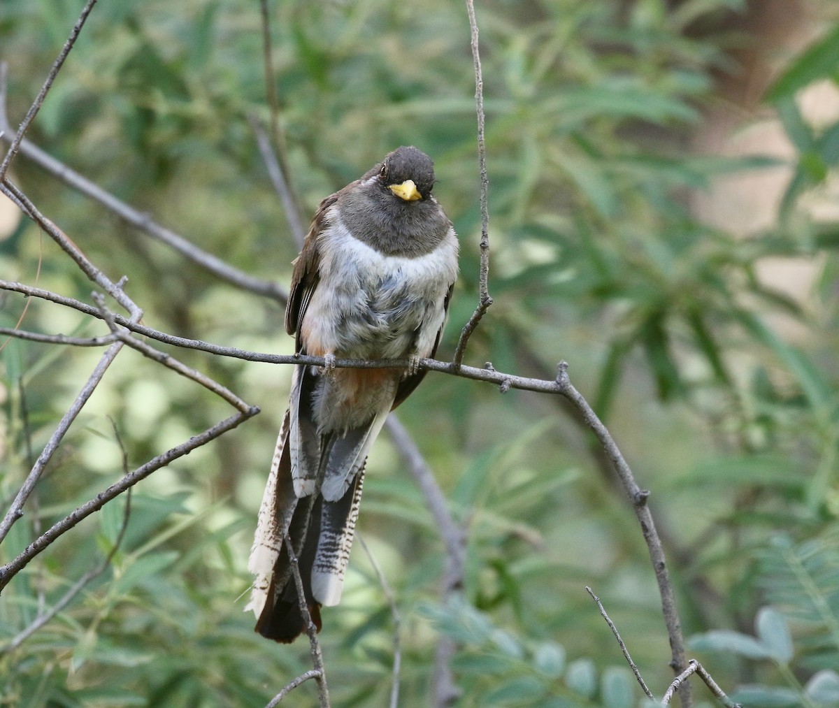 Elegant Trogon (Coppery-tailed) - ML642694234