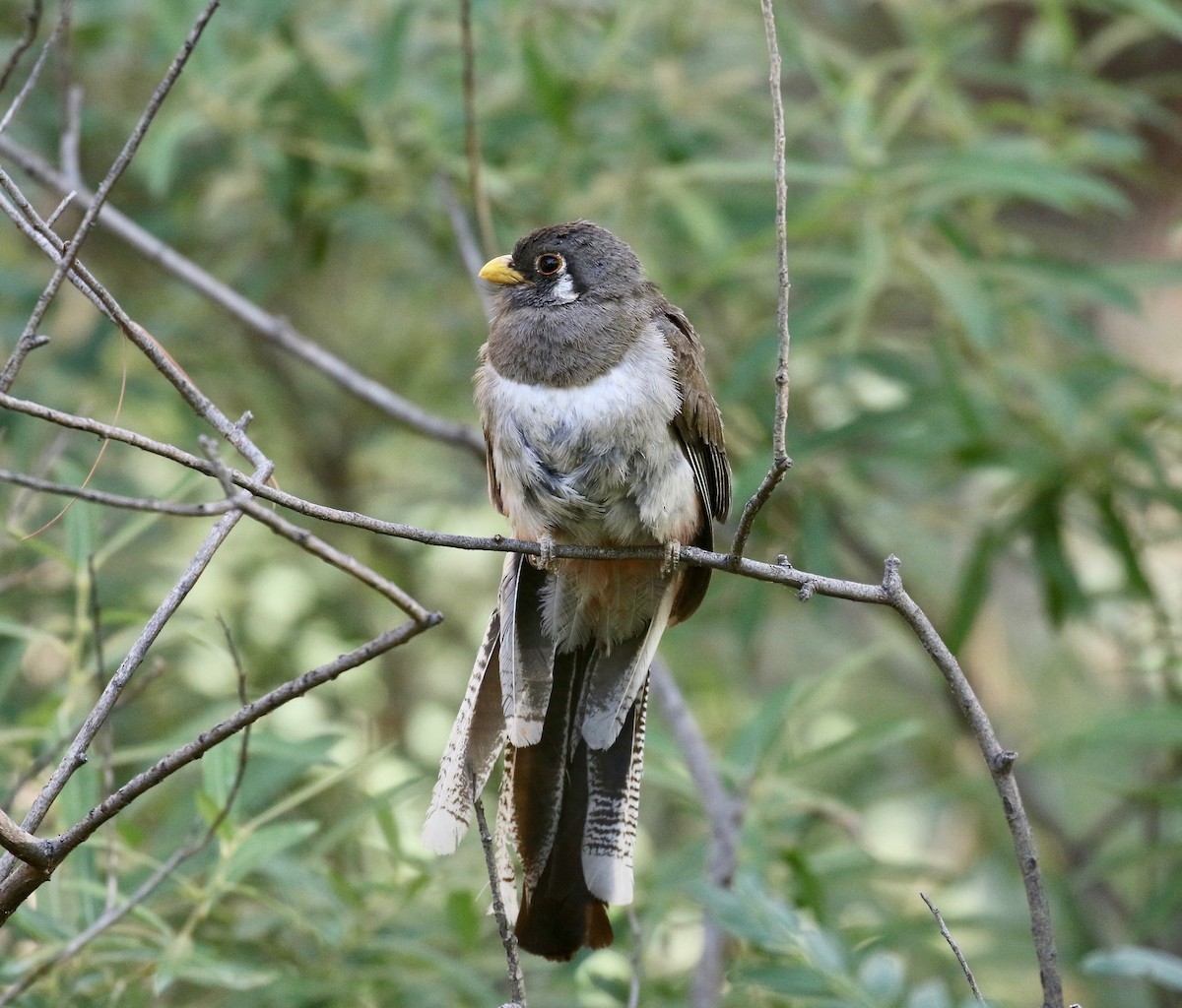 Elegant Trogon (Coppery-tailed) - ML642694235