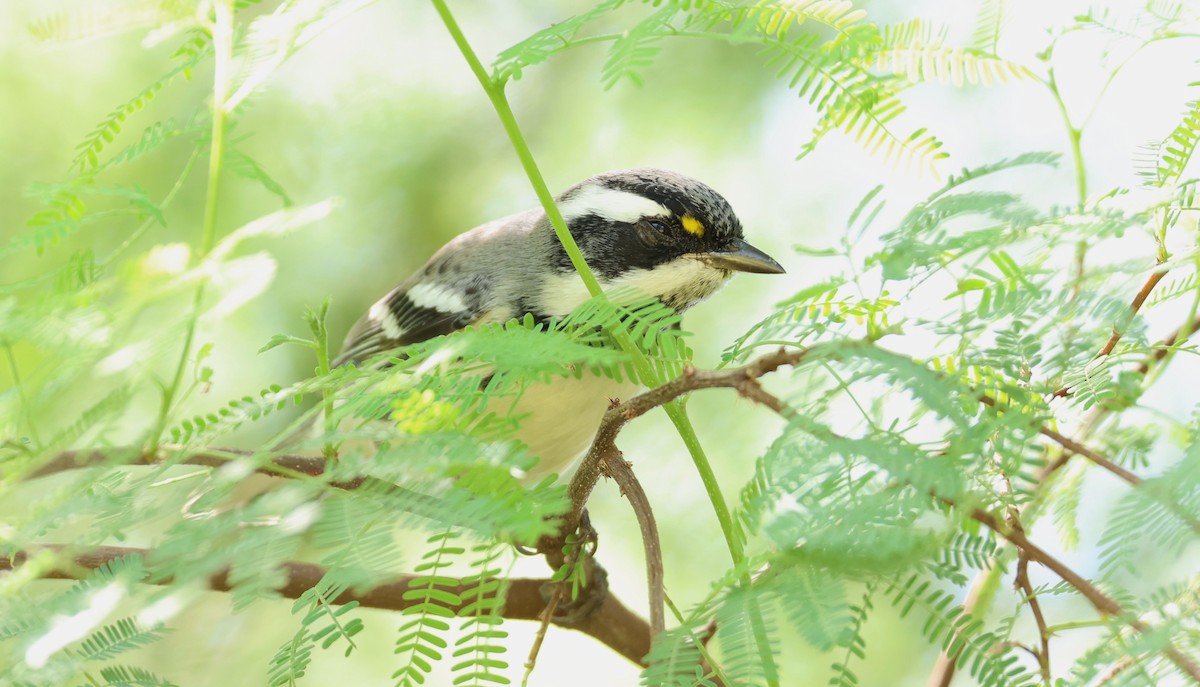 Black-throated Gray Warbler - ML642694236