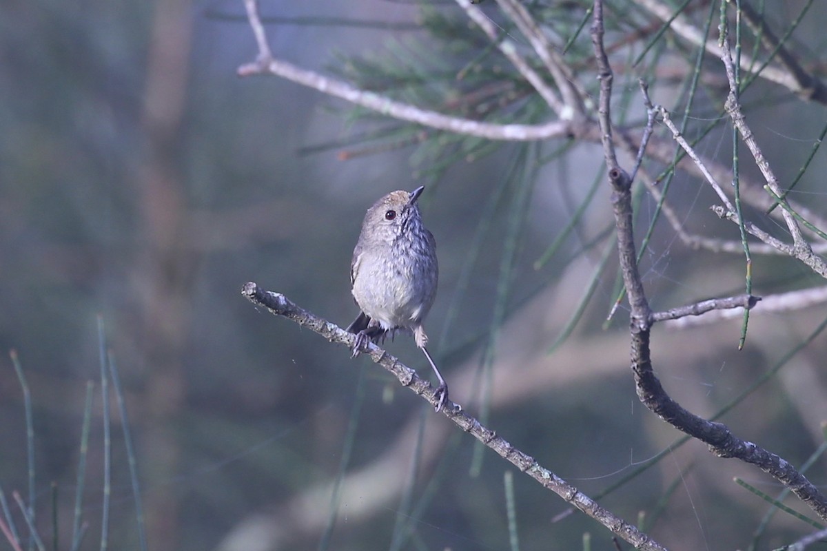 Brown Thornbill - ML642694237