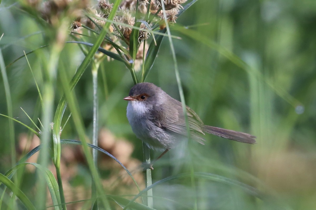Superb Fairywren - ML642694238