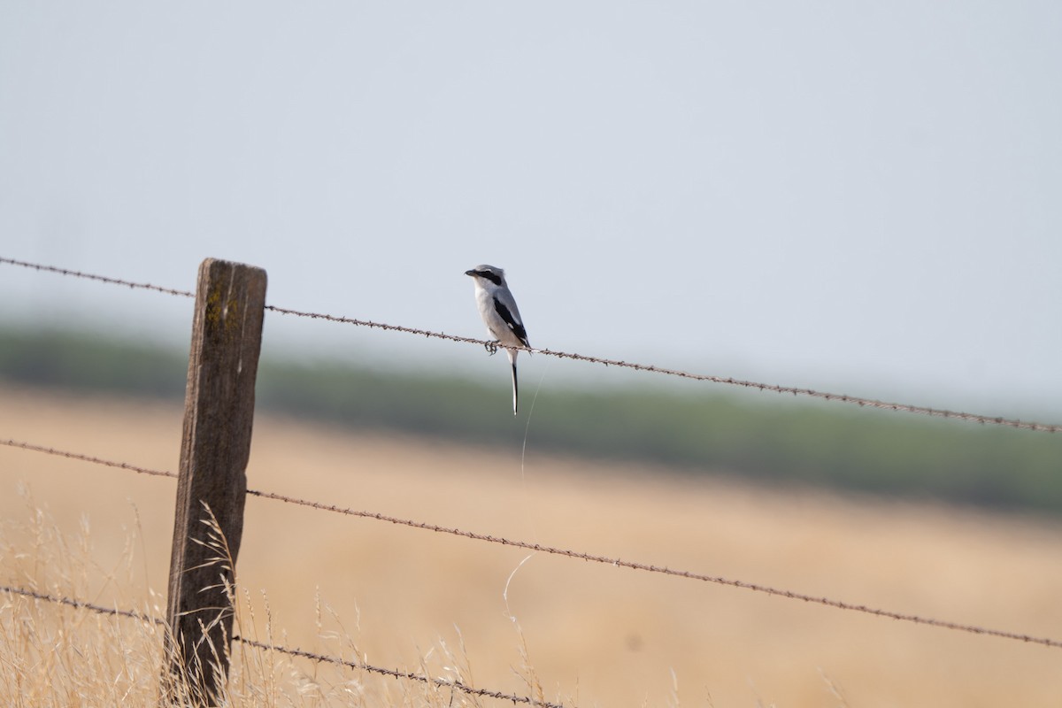 Loggerhead Shrike - ML642694244