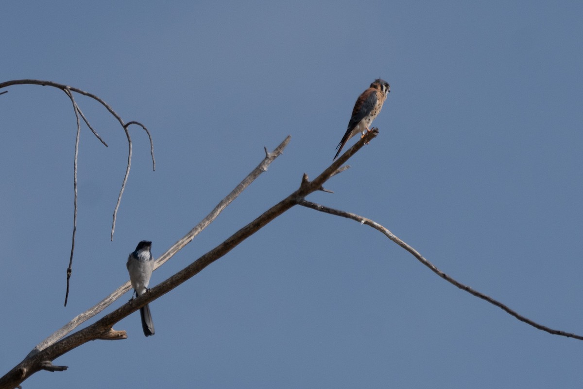 California Scrub-Jay - ML642694245