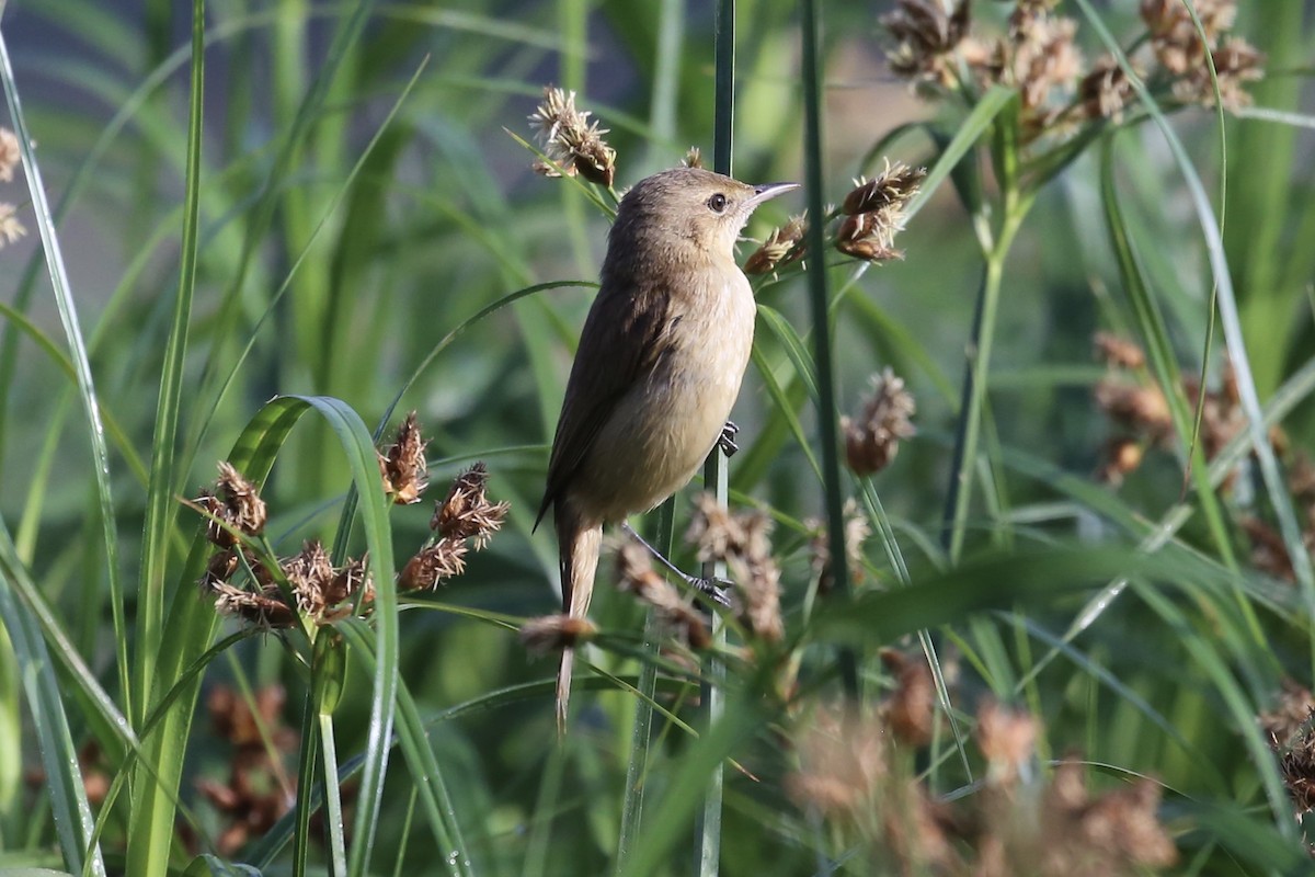 Australian Reed Warbler - ML642694246