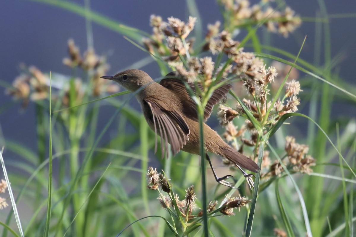 Australian Reed Warbler - ML642694247