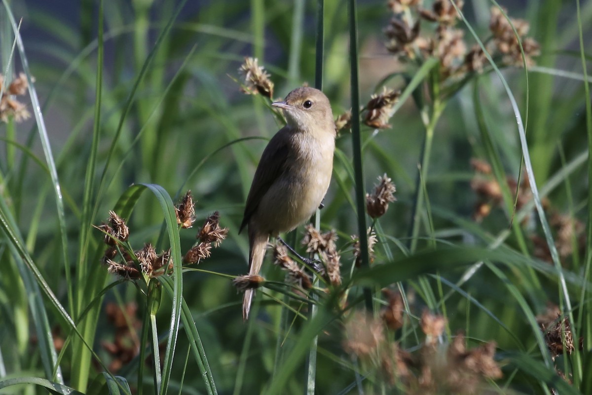 Australian Reed Warbler - ML642694248