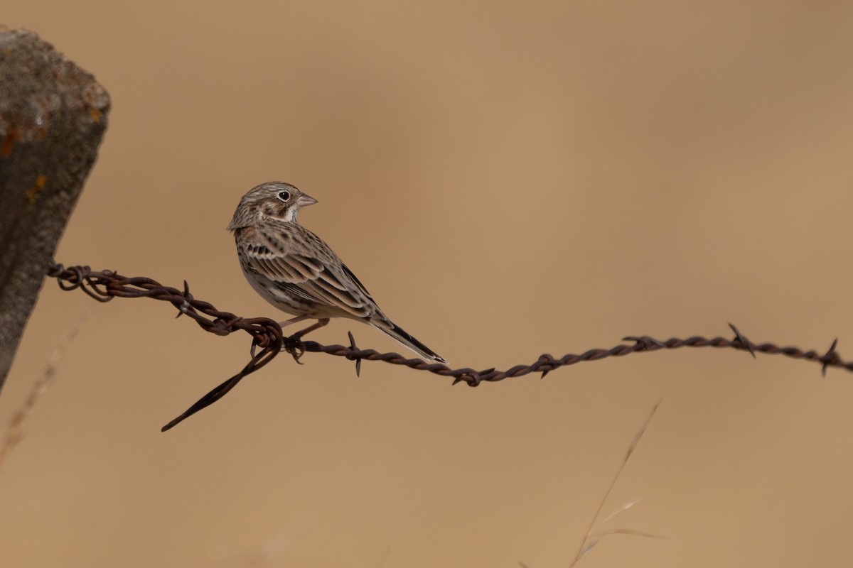 Vesper Sparrow - ML642694252