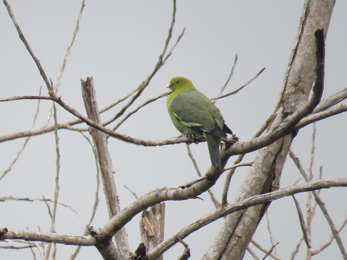 Madagascar Green-Pigeon - ML642694253