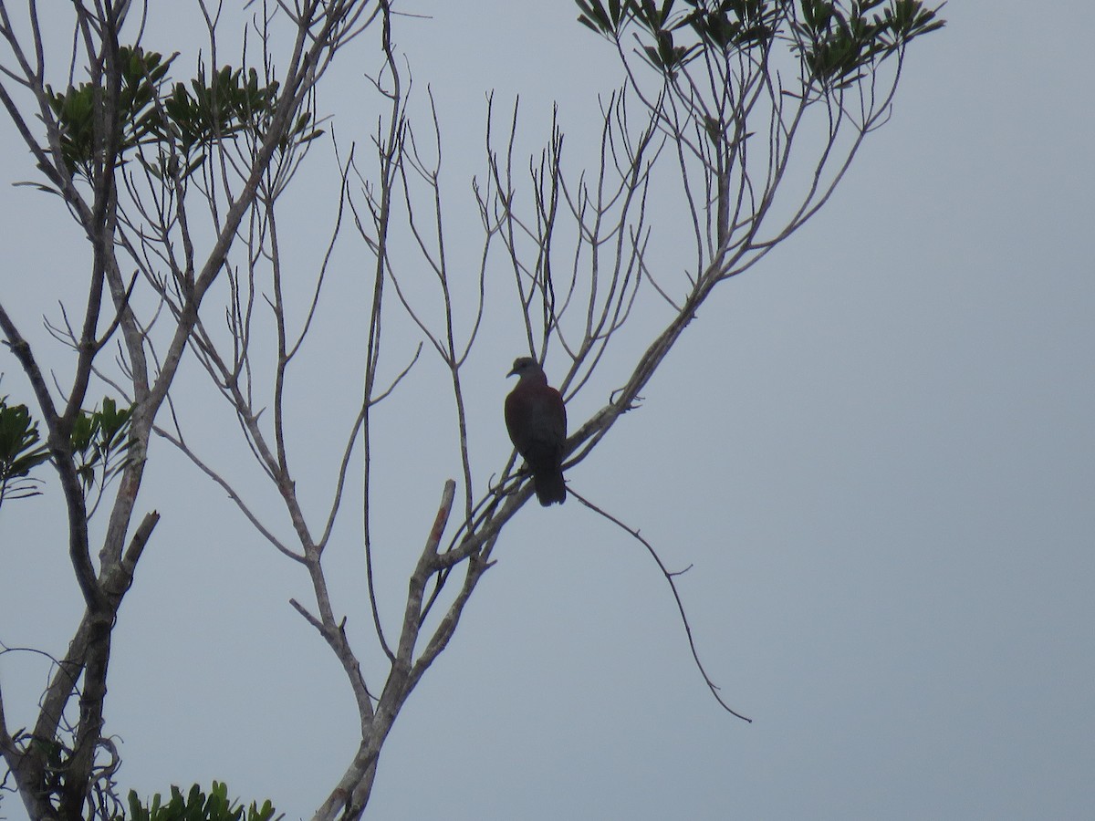 Malagasy Turtle-Dove - ML642694256