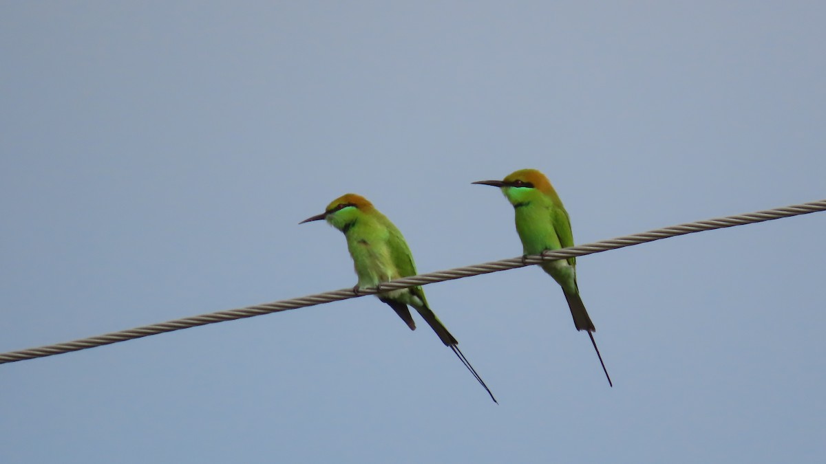 Asian Green Bee-eater - ML642694258