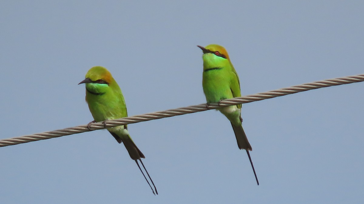 Asian Green Bee-eater - ML642694259