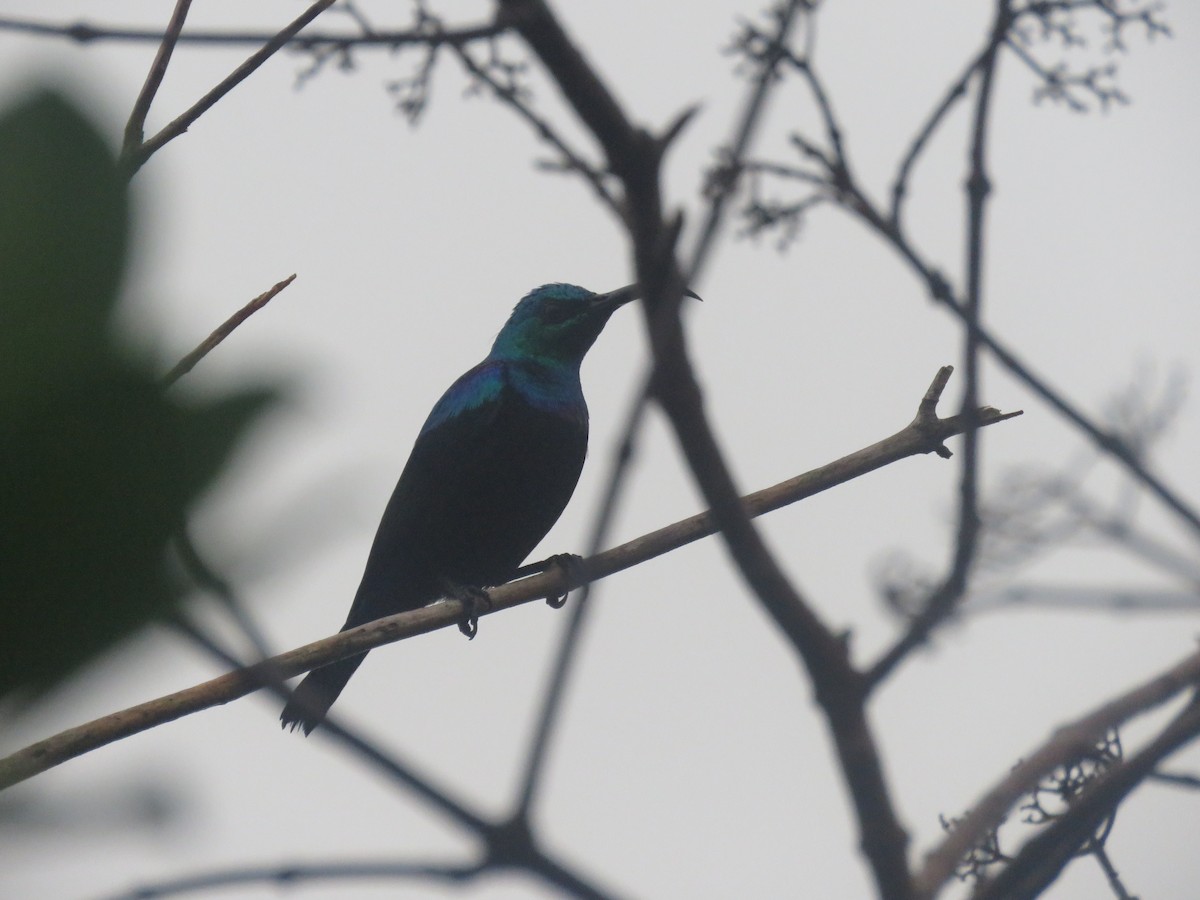 Malagasy Sunbird - ML642694260
