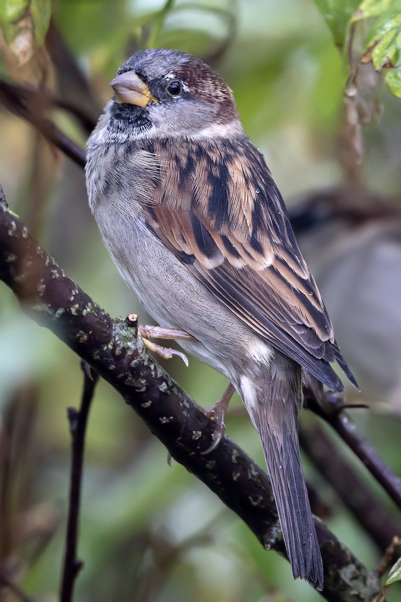 House Sparrow - ML642694261