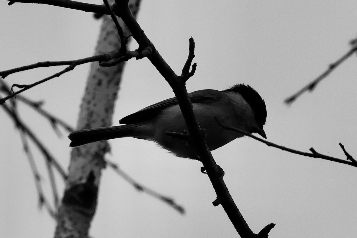 Marsh Tit - ML642694262