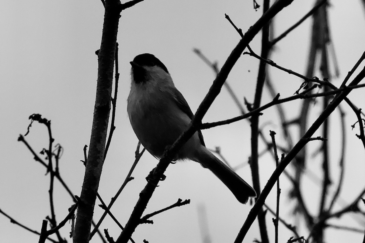 Marsh Tit - ML642694263