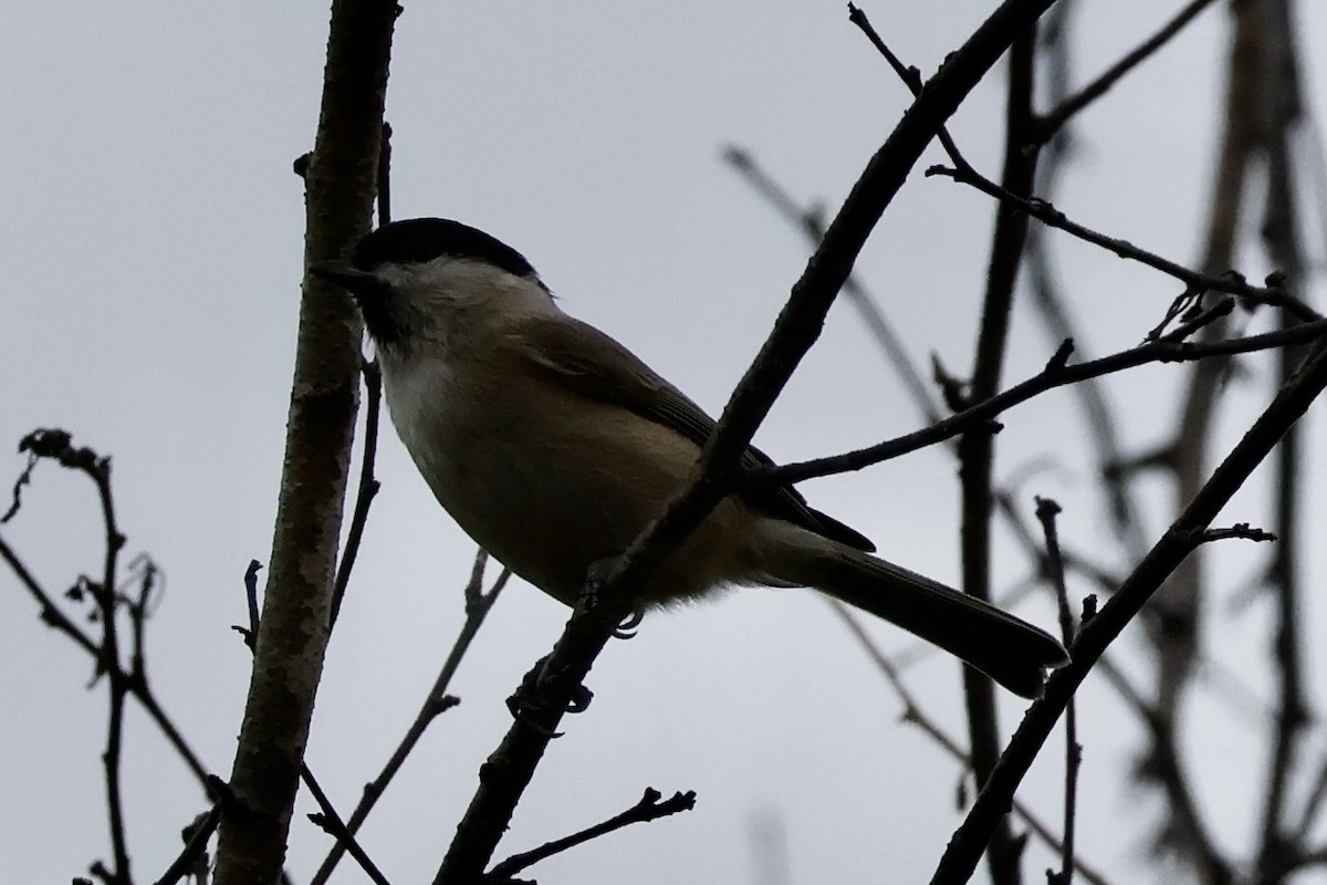Marsh Tit - ML642694264