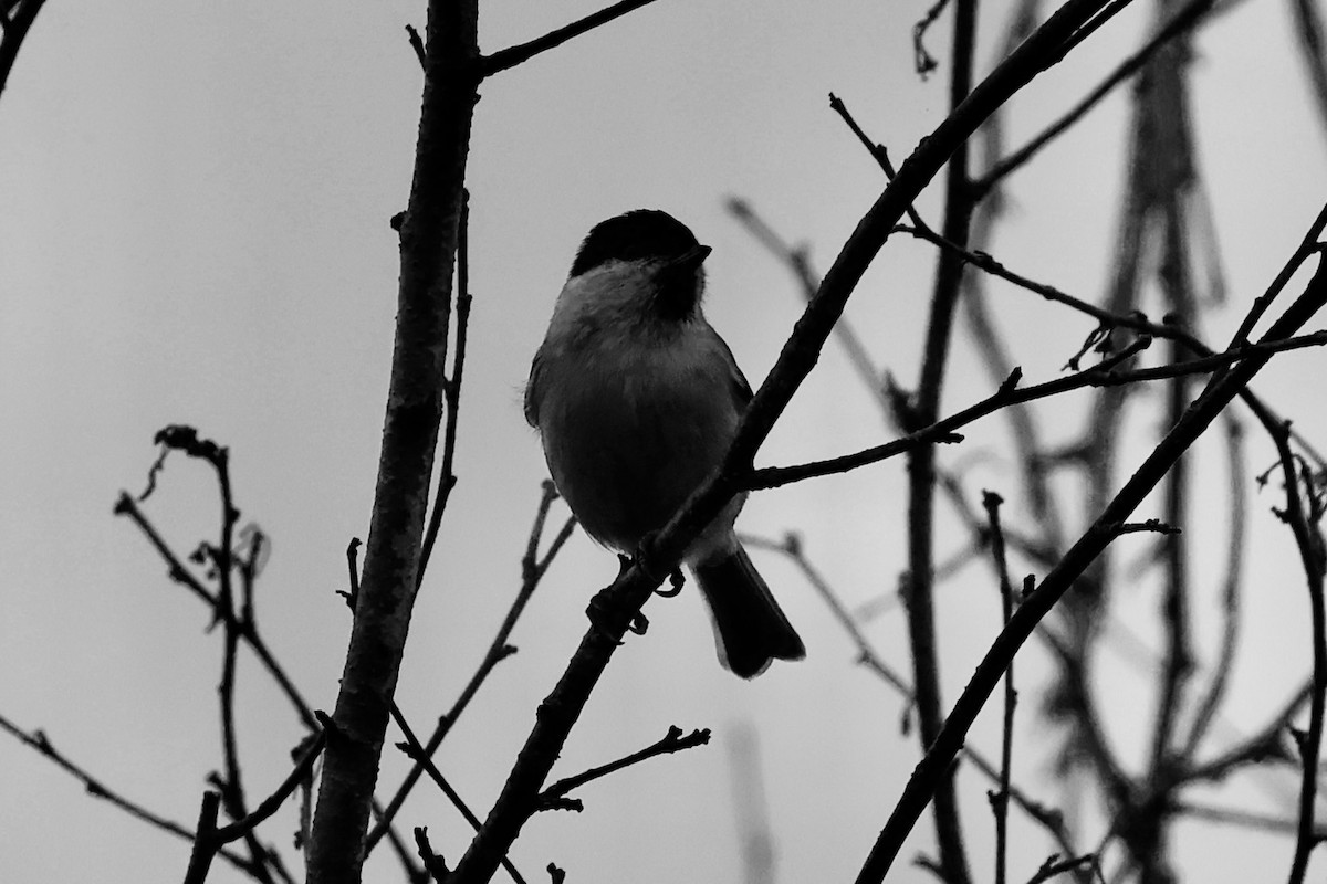 Marsh Tit - ML642694265