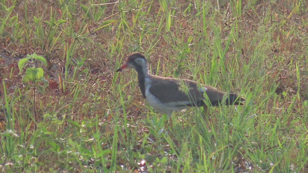 Red-wattled Lapwing - ML642694271