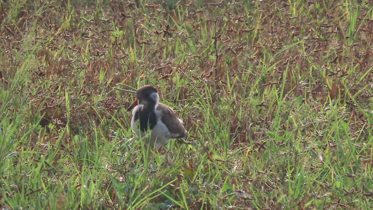 Red-wattled Lapwing - ML642694272