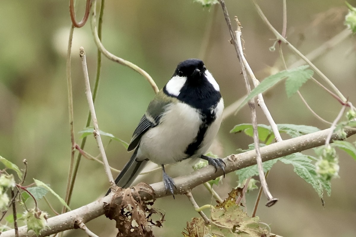 Asian Tit - ML642694273